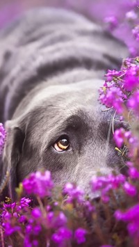 Labrador z mordką we wrzosie