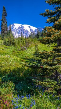 Łąka i drzewa na tle góry Mount Rainier