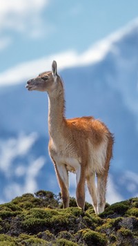 Lama na skałach w górach