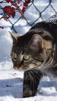Łapki kota grzęzną w śniegu