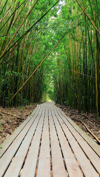Las bambusowy na hawajskiej wyspie Maui