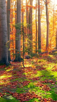 Las bukowy na Ukrainie jesienią