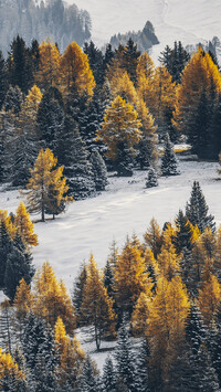 Las iglasty w scenerii zimowej
