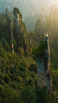 Las na skałach w Zhangjiajie National Forest Park