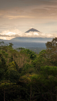 Las na tle gór w Indonezji