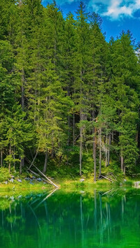 Las nad jeziorem Eibsee Lake