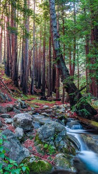 Las w Parku Narodowym Redwood