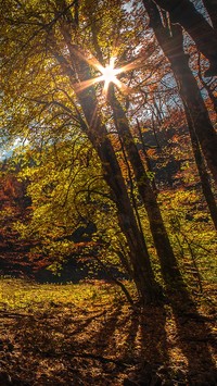 Las w promieniach słońca jesienią