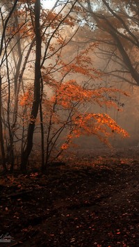 Las we mgle jesienią