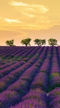 Lawendowe pole w Valensole