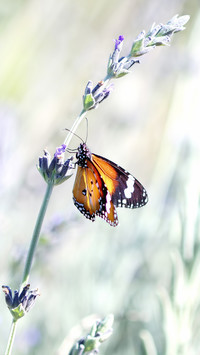 Lawendowy motyl