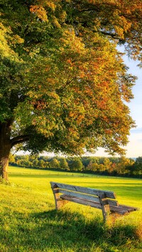 Ławka pod jesiennym drzewem