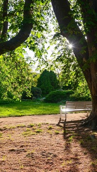 Ławka pod kasztanowcem w parku