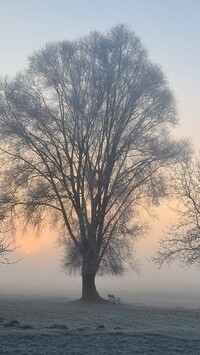 Ławka pod oszronionym drzewem na zamglonym polu