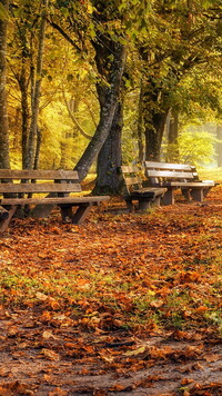 Ławki pod jesiennymi drzewami w parku