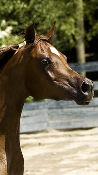 Łeb konia arabskiego