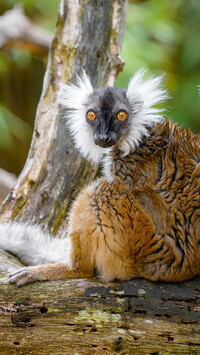 Lemur