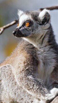 Lemur