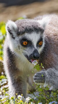 Lemur