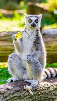 Lemur