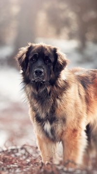 Leonberger na rozmytym tle