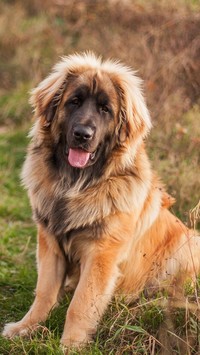 Leonberger na trawie