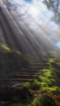Leśne schody w mglisty poranek