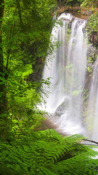 Leśny wodospad w Australii