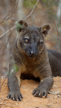 Leżąca fossa madagaskarska