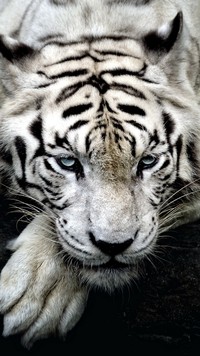 Leżący biały pręgowany tygrys