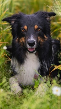 Leżacy border collie