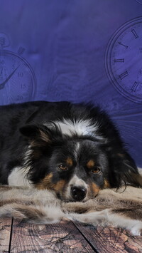 Leżący border collie