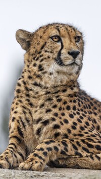 Leżący gepard