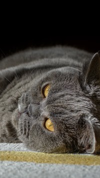 Leżący kot o złotych oczach