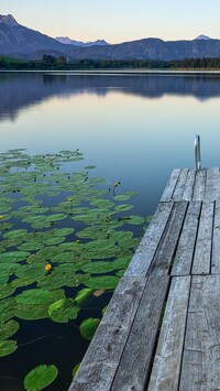 Lilie wodne przy pomoście na jeziorze Hopfensee