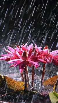 Lilie wodne w deszczu