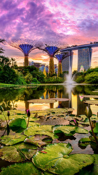 Lilie wodne w ogrodzie Gardens by the Bay w Singapurze