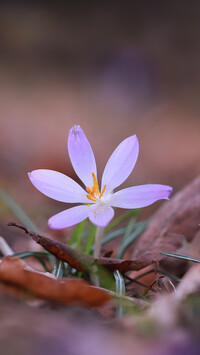 Liliowy krokus w suchych liściach