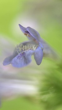 Liliowy kwiatek