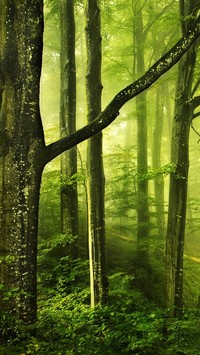 Liściasty las