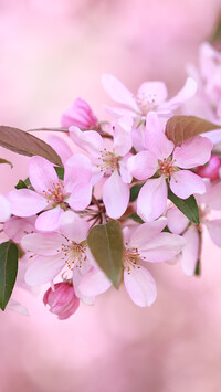 Listki i różowe kwiaty jabłoni