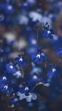 Lobelia