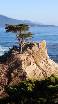 Lone Cypress