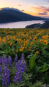 Łubin i balsamorhiza nad rzeką Kolumbia na tle gór