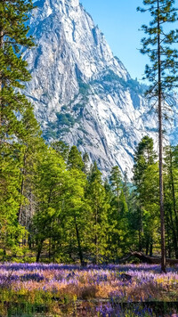 Łubin i drzewa na tle gór w Parku Narodowym Yosemite