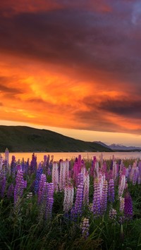 Łubin na brzegu jeziora Tekapo