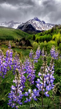 Łubin na tle góry Tatoosh Range