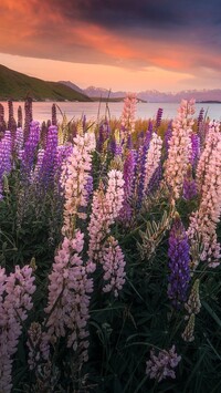 Łubin na tle jeziora Tekapo w Nowej Zelandii