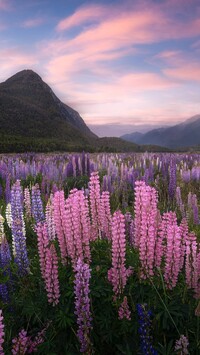 Łubiny na łące w dolinie Eglinton Valley