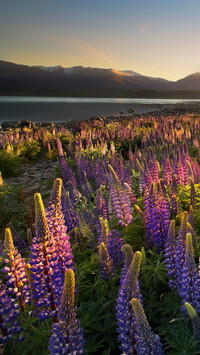 Łubiny nad jeziorem Tekapo